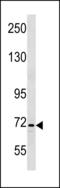 Integrator Complex Subunit 9 antibody, LS-C203848, Lifespan Biosciences, Western Blot image 