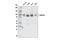 DNA Methyltransferase 3 Beta antibody, 57868S, Cell Signaling Technology, Western Blot image 