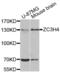Zinc Finger CCCH-Type Containing 4 antibody, abx004582, Abbexa, Western Blot image 