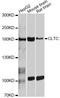 Clathrin Heavy Chain antibody, LS-C747528, Lifespan Biosciences, Western Blot image 
