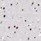 Adenosine Deaminase antibody, MA5-24586, Invitrogen Antibodies, Immunohistochemistry frozen image 