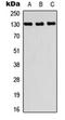 PR/SET Domain 10 antibody, orb234944, Biorbyt, Western Blot image 