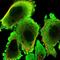 Stress Induced Phosphoprotein 1 antibody, NBP2-32621, Novus Biologicals, Immunofluorescence image 