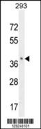 Olfactory Receptor Family 8 Subfamily B Member 8 antibody, 55-473, ProSci, Western Blot image 