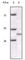 Cyclin-dependent kinase inhibitor 2A, isoform 1 antibody, abx016045, Abbexa, Western Blot image 