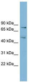 BOP1 Ribosomal Biogenesis Factor antibody, TA339325, Origene, Western Blot image 