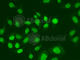 Ubiquitin Conjugating Enzyme E2 V1 antibody, A6316, ABclonal Technology, Immunofluorescence image 