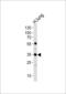 Microfibril Associated Protein 4 antibody, 61-723, ProSci, Western Blot image 