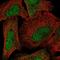 N-Terminal Xaa-Pro-Lys N-Methyltransferase 1 antibody, HPA058420, Atlas Antibodies, Immunofluorescence image 