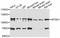 MTSS I-BAR Domain Containing 1 antibody, abx126202, Abbexa, Western Blot image 