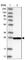 Centromere Protein H antibody, HPA036494, Atlas Antibodies, Western Blot image 