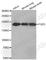 FYVE, RhoGEF and PH domain-containing protein 5 antibody, A3553, ABclonal Technology, Western Blot image 