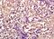 Complement C2 antibody, orb156422, Biorbyt, Immunohistochemistry paraffin image 