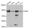 Transglutaminase 2 antibody, abx000934, Abbexa, Western Blot image 