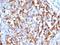 CF Transmembrane Conductance Regulator antibody, orb387953, Biorbyt, Immunohistochemistry paraffin image 