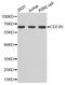 Cell division control protein 45 homolog antibody, A01367, Boster Biological Technology, Western Blot image 