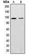 Exonuclease 1 antibody, orb214870, Biorbyt, Western Blot image 