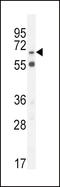 BGT-1 antibody, LS-C162845, Lifespan Biosciences, Western Blot image 