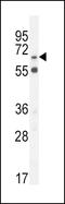 Sodium- and chloride-dependent betaine transporter antibody, LS-C162845, Lifespan Biosciences, Western Blot image 