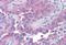 Taste 1 Receptor Member 1 antibody, MBS242891, MyBioSource, Immunohistochemistry paraffin image 