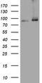 Nibrin antibody, LS-C175617, Lifespan Biosciences, Western Blot image 