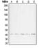 Wnt Family Member 1 antibody, orb214739, Biorbyt, Western Blot image 