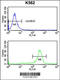 Ribosomal Protein S6 Kinase B2 antibody, 63-338, ProSci, Flow Cytometry image 