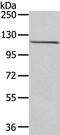 WD Repeat Domain 36 antibody, PA5-50865, Invitrogen Antibodies, Western Blot image 