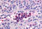 Phosphodiesterase 9A antibody, MBS240113, MyBioSource, Immunohistochemistry paraffin image 