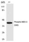 Mitogen-Activated Protein Kinase Kinase 4 antibody, PA5-40204, Invitrogen Antibodies, Western Blot image 