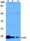 Interferon Lambda 2 antibody, A09233-1, Boster Biological Technology, Western Blot image 