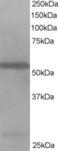 Drebrin Like antibody, 45-730, ProSci, Western Blot image 