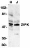 Death Associated Protein Kinase 3 antibody, orb74354, Biorbyt, Western Blot image 