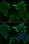 Solute Carrier Family 5 Member 6 antibody, LS-C335669, Lifespan Biosciences, Immunofluorescence image 