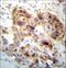 Peptidase Inhibitor 15 antibody, LS-C163698, Lifespan Biosciences, Immunohistochemistry paraffin image 