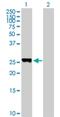 Putative pleckstrin homology domain-containing family M member 1P antibody, H00440456-B01P, Novus Biologicals, Western Blot image 