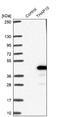 THAP Domain Containing 10 antibody, NBP1-86226, Novus Biologicals, Western Blot image 