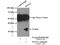 Translin Associated Factor X antibody, 11040-1-AP, Proteintech Group, Immunoprecipitation image 