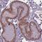 CLN3 Lysosomal/Endosomal Transmembrane Protein, Battenin antibody, NBP2-49391, Novus Biologicals, Immunohistochemistry paraffin image 