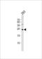 GADD45G Interacting Protein 1 antibody, PA5-49337, Invitrogen Antibodies, Western Blot image 