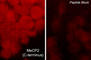 Methyl-CpG Binding Protein 2 antibody, MP4591, ECM Biosciences, Immunocytochemistry image 
