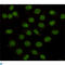 Lysine Demethylase 1A antibody, LS-C813026, Lifespan Biosciences, Immunocytochemistry image 