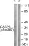 Caspase 6 antibody, LS-C198728, Lifespan Biosciences, Western Blot image 