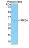 Myosin IC antibody, LS-C295500, Lifespan Biosciences, Western Blot image 