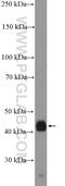 Xylulokinase antibody, 26541-1-AP, Proteintech Group, Western Blot image 