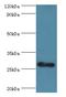 RNA Transcription, Translation And Transport Factor antibody, LS-C380319, Lifespan Biosciences, Western Blot image 