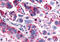 G Protein-Coupled Receptor 4 antibody, MBS244318, MyBioSource, Immunohistochemistry frozen image 