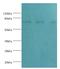 Calpain 1 antibody, MBS1491955, MyBioSource, Western Blot image 