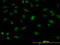 Splicing Factor Proline And Glutamine Rich antibody, LS-B5530, Lifespan Biosciences, Immunofluorescence image 