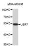 Ubiquitin Protein Ligase E3 Component N-Recognin 7 (Putative) antibody, abx003645, Abbexa, Western Blot image 